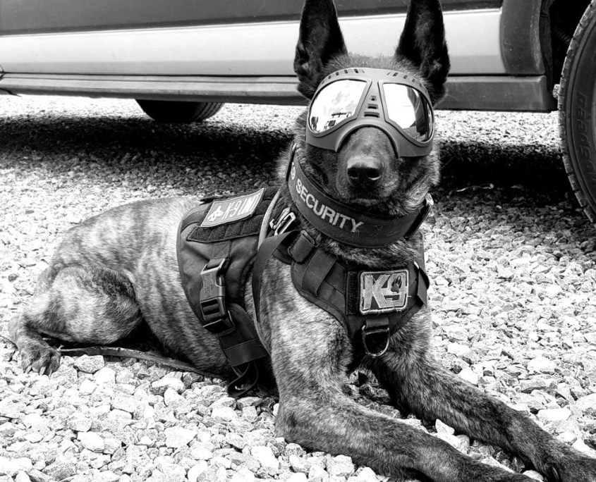 Guard dog wearing eye protection